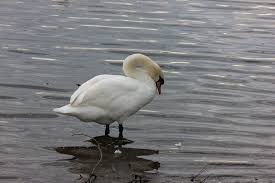 Image result for South Yorkshire Swans