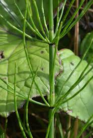 Attēlu rezultāti vaicājumam “Equisetum palustre”