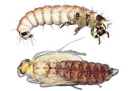 Attēlu rezultāti vaicājumam “Trichoptera”