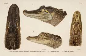 Image result for Alligator mississippiensis