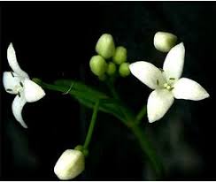 Attēlu rezultāti vaicājumam “Galium palustre leaf”