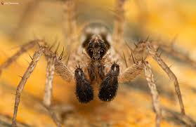 Attēlu rezultāti vaicājumam “Cribraria argillacea stalked”