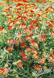 Image result for Anthyllis vulneraria rubra