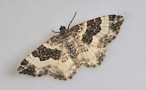 Attēlu rezultāti vaicājumam “Epirranthis diversata imago”