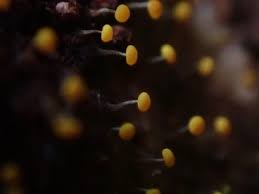 Attēlu rezultāti vaicājumam “Physarum viride macro”