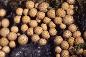 Attēlu rezultāti vaicājumam “Lindbladia tubulina”