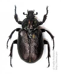 Attēlu rezultāti vaicājumam “Osmoderma barnabita”