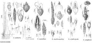 Attēlu rezultāti vaicājumam “Eleocharis uniglumis fruit”