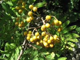 Attēlu rezultāti vaicājumam “Sorbus aucuparia fruit”