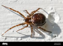 Attēlu rezultāti vaicājumam “Arachnida”