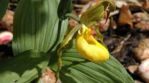Attēlu rezultāti vaicājumam “Cypripedium calceolus flower”