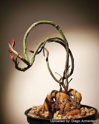 Attēlu rezultāti vaicājumam “Diderma montanum var. album macro”