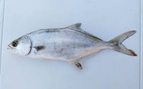 Image result for Lichia amia