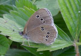 Attēlu rezultāti vaicājumam “Aphantopus hyperantus”