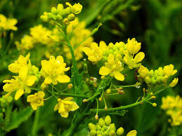 Attēlu rezultāti vaicājumam “Rorippa amphibia leaf”