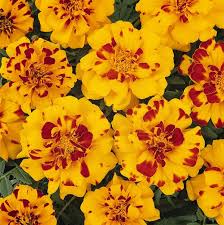 Image result for Tagetes patula