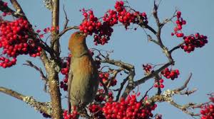 Attēlu rezultāti vaicājumam “Pinicola enucleator adult”