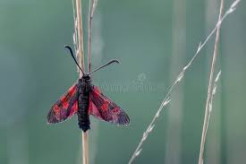 Attēlu rezultāti vaicājumam “Zygaena filipendulae”