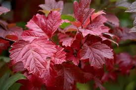 Attēlu rezultāti vaicājumam “Viburnum opulus leaf”
