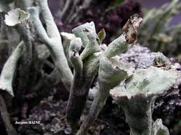 Attēlu rezultāti vaicājumam “Cladonia deformis”