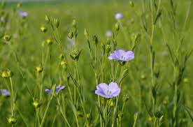 Image result for Linum usitatissimum