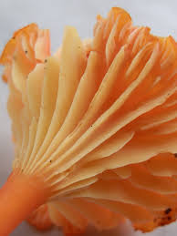 Attēlu rezultāti vaicājumam “Hygrocybe cantharellus”