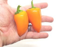 Afbeeldingsresultaat voor numex chimayo hot pepper