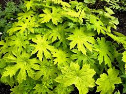 Attēlu rezultāti vaicājumam “Saxifragaceae”