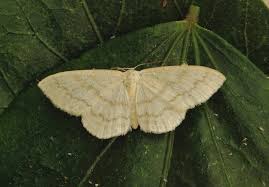 Attēlu rezultāti vaicājumam “Scopula floslactata”