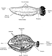 Image result for Cucumaria frondosa
