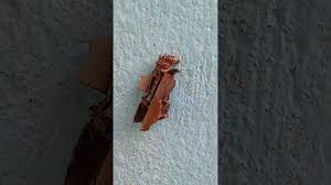 Attēlu rezultāti vaicājumam “Canephora hirsuta larva”