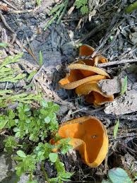 Attēlu rezultāti vaicājumam “Caloscypha fulgens”