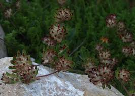 Image result for Anthyllis vulneraria rubra