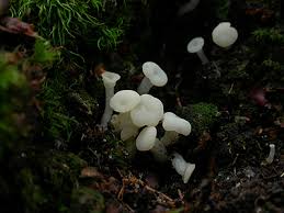 Attēlu rezultāti vaicājumam “Cudoniella acicularis”