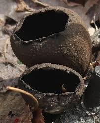 Attēlu rezultāti vaicājumam “Urnula craterium”