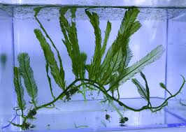 Attēlu rezultāti vaicājumam “Tubifera applanata macro”