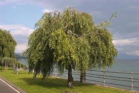 Attēlu rezultāti vaicājumam “Betula pendula Youngii”