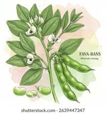 Attēlu rezultāti vaicājumam “Vicia faba”