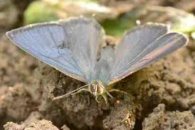 Attēlu rezultāti vaicājumam “Favonius quercus”