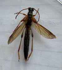 Attēlu rezultāti vaicājumam “Necydalis major”