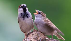 Image result for Passer domesticus