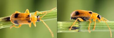 Attēlu rezultāti vaicājumam “Phyllobrotica quadrimaculata”