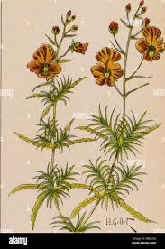 Image result for Alonsoa linearis