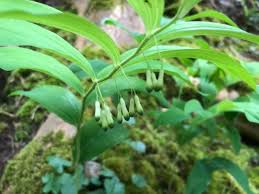 Attēlu rezultāti vaicājumam “Polygonatum multiflorum  leaf”