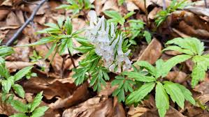 Attēlu rezultāti vaicājumam “Corydalis solida fruit”