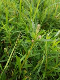 Attēlu rezultāti vaicājumam “Salix repens subsp. rosmarinifolia”
