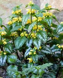 Attēlu rezultāti vaicājumam “Lamiastrum galeobdolon flower”