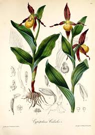 Attēlu rezultāti vaicājumam “Cypripedium calceolus”