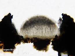 Attēlu rezultāti vaicājumam “Stictis”