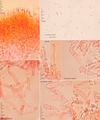 Attēlu rezultāti vaicājumam “Phlebia rufa”